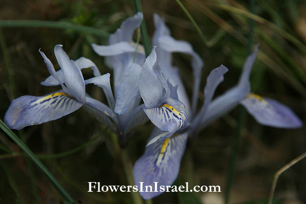 Iris vartanii Foster, Vartan's Iris, אירוס הסרגל