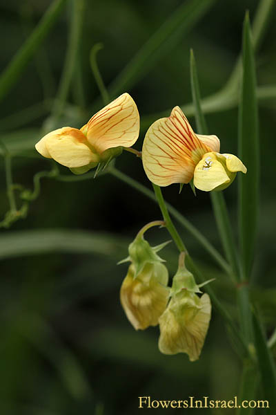 Lathyrus hierosolymitanus, Jerusalem vetchling, טופח ירושלים