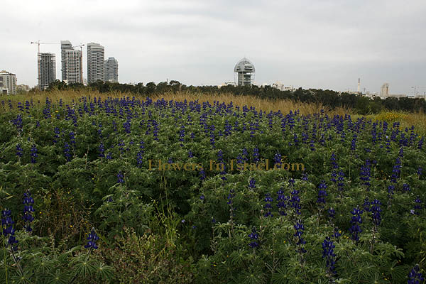 Jarisa Mound - Napoleon Hill, Ramat Gan, natural kurkar hill