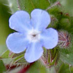 Light blue flowers in Israel