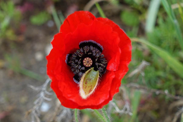 Papaver umbonatum, Papaver subpiriforme,Corn Poppy, دحنون ,פרג אגסני 