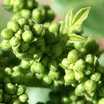 Green flowers in Israel