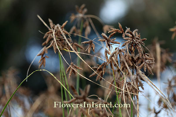 Scirpus maritimus, Bolboschenus maritimus, Scirpus tuberosus, Cosmopolitan bulrush, Prairie Rush, Sea Clubrush, אגמון ימי