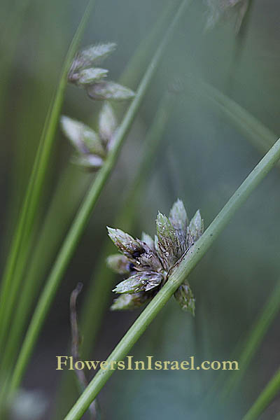 Scirpus supinus, Schenoplectus supinus,Dwarf Club-rush, אגמון שרוע 