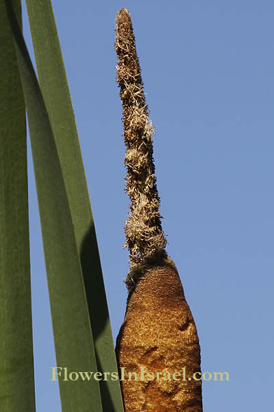 Israel wildflowers: Typha latifolia, Common Cattail, Giant reed-mace, סוף רחב-עלים 