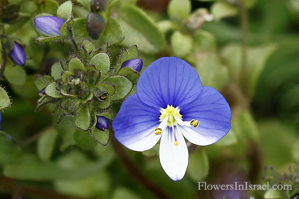 Veronica syriaca, Syrian speedwell, ורוניקה סורית