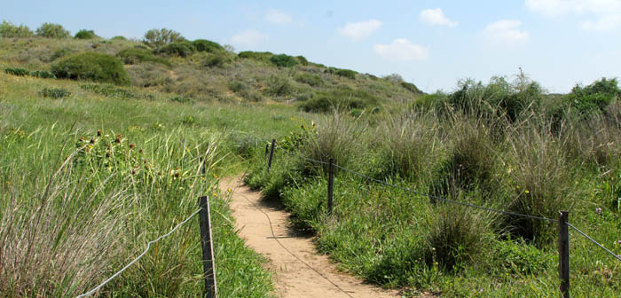 Flora, Israel, send flowers online