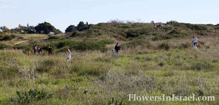 Flora, Israel, send flowers online