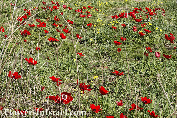 Anemone coronaria, Crown Anemone, כלנית מצויה, شقائق النعمان