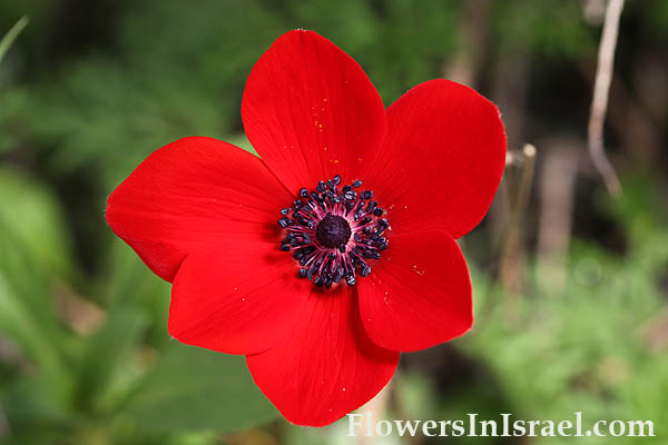 Anemone coronaria, Crown Anemone, כלנית מצויה, شقائق النعمان