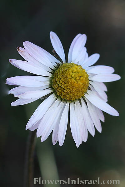 Bellis sylvestris, Southern Daisy, חיננית הבתה