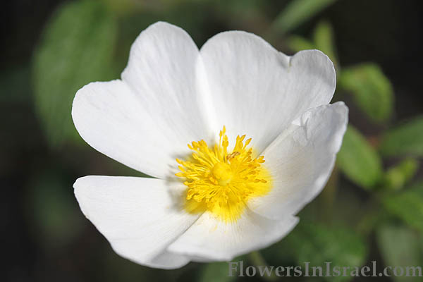 Cistus salviifolius, White Rockrose, Sage-leaved Cistus, לוטם מרווני