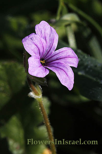 Geranium rotundifolium, Round-leaved geranium,Round-leaved crane's bill, גרניון עגול 