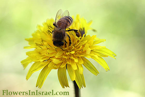 Leontodon tuberosus, Thrincia tuberosus, Bulbous Dandelion, קרם   כתמה עבת-שורשים