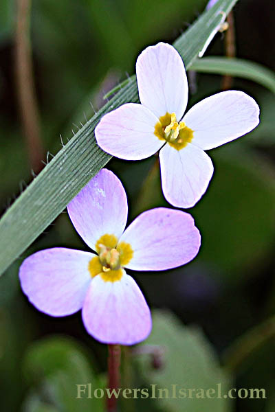 Maresia pulchella, Pretty Maresia, מרסיה יפהפיה