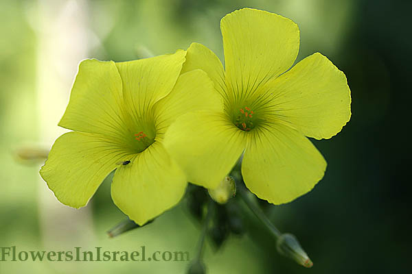 Oxalis pes-caprae, Nodding Wood-sorrel, חמציץ נטוי