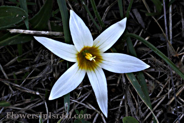 Romulea bulbocodium,Crocus-leaved romulea, רומוליאה סגלולית