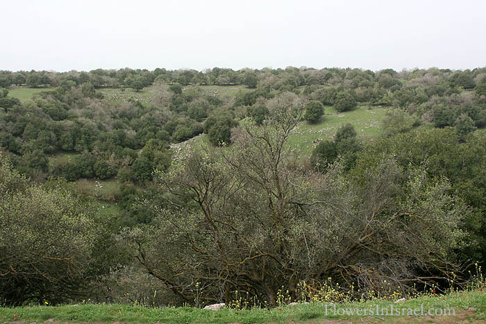 Golan Heights, Odem Forest