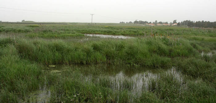 Golan Heights, Irus Bizzot Nov Reserve