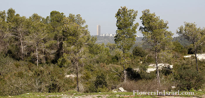 Flora, Israel, send flowers online