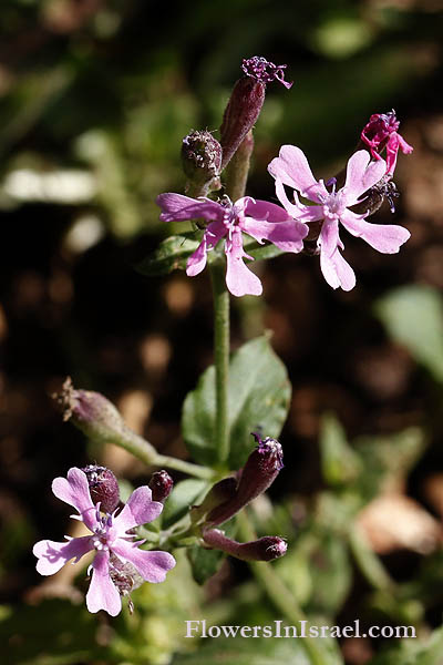 Silene aegyptiaca, Egyptian Campion, ציפורנית מצרית