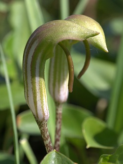 Arisarum vulgare, Friar's Cowl, Arison, Aharon's Rod,<br>Hebrew: לופית מצויה, Arabic: الصرين الشائع