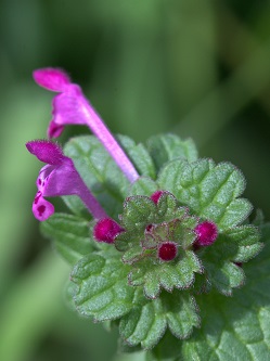 Lamium amplexicaule, Giraffe's Head, Henbit Deadnettle, Greater Henbit, Henbit Dead-nettle, Hebrew: נזמית לופתת, Arabic: فم السمك خوذيه