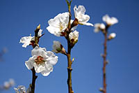 Amygdalus communis, Common Almond, שקד מצוי