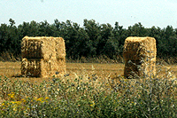 Hordeum vulgare,Common Barley, שעורה תרבותית Shavuot, Book of Ruth, seven species