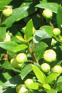 The Four Species are an etrog, a palm branch, two willow branches and three myrtle branches