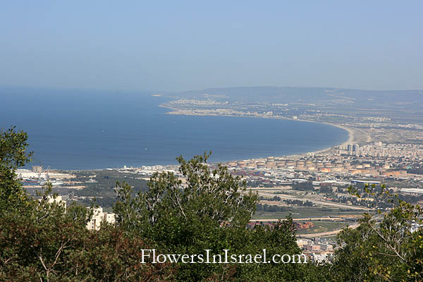 Carmel, Hurshat Ha'arbaim,חורשת הארבעים 