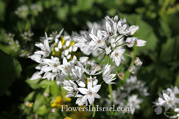 Carmel, Hurshat Ha'arbaim,חורשת הארבעים,Allium neapolitanum, Naples Garlic, שום משולש 