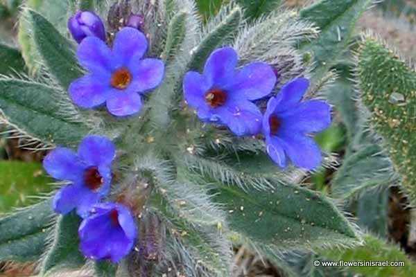 Anchusa tinctura