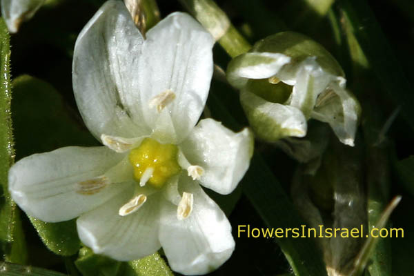 Ornithogalum lanceolatum, Star of Bethlehem, אזמלני נץ-חלב