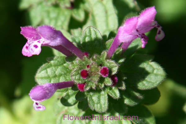 Lamium amplexicaule, Henbit deadnettle, נזמית לופתת