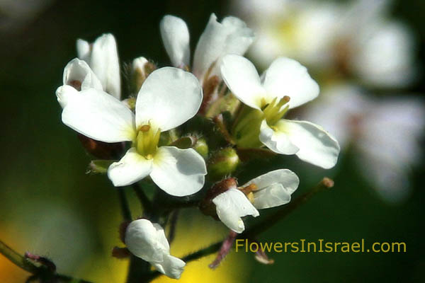 Diplotaxis erucoides, White Wall-rocket, טוריים מצויים