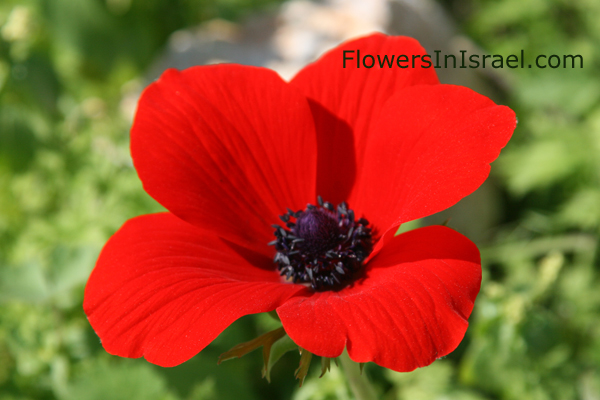 Anemone coronaria, Crown Anemone, כלנית מצויה