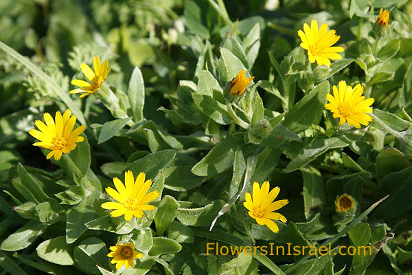 Calendula arvensis, Field Marigold, צפורני-חתול מצויות