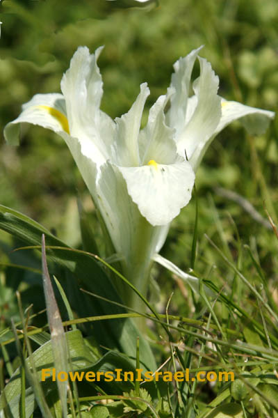 Iris palaestina, Palestine Iris, איריס ארץ-ישראלי