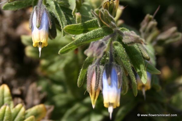 Onosma orientalis