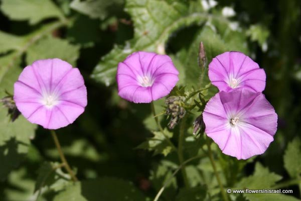 Convolvulus