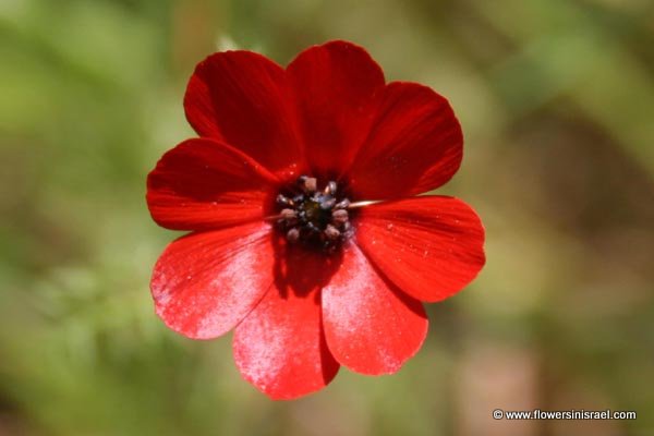 Adonis, Pheasant's Eye