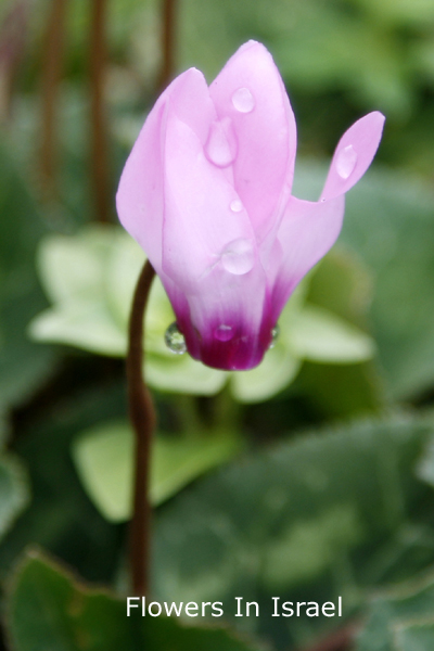 Cyclamen Forest - גבעת הרקפות ברמת מנשה