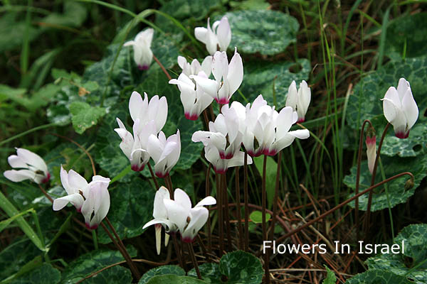 Cyclamen persicum, Persian Cyclamen, רקפת מצויה