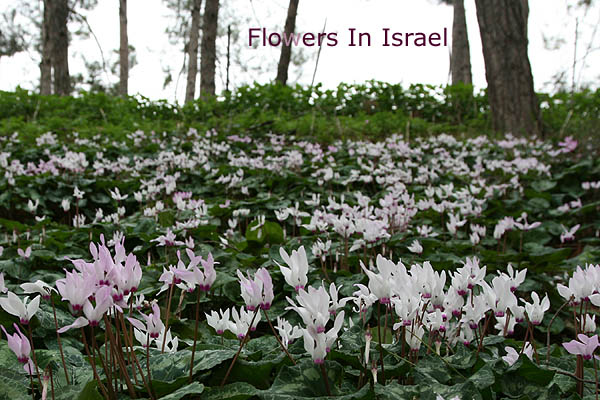 Cyclamen persicum, Persian Cyclamen, רקפת מצויה