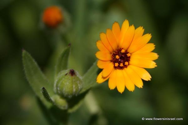 Eshkol National Park - גן לאומי פארק אשכול