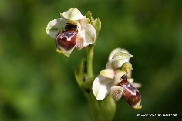 Ophrys, Bee orchid