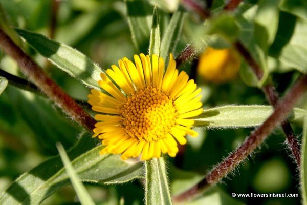 Pallenis spinosa