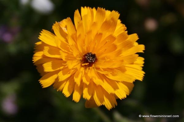 Picris asplenioides