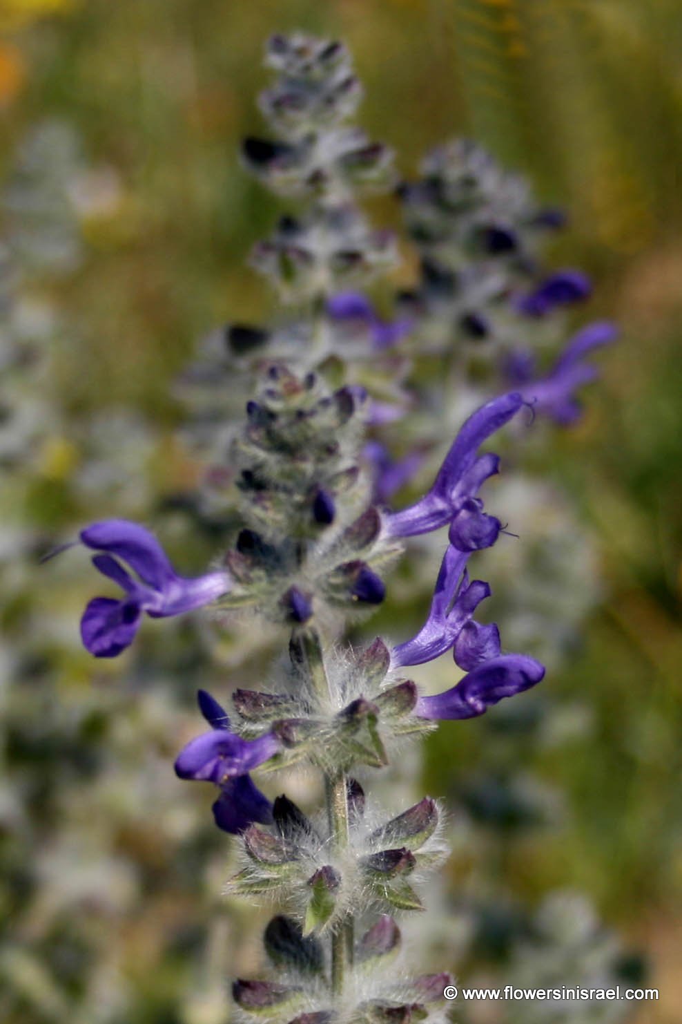 Salvia lanigera